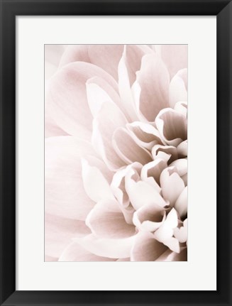 Framed Chrysanthemum No 2 Print