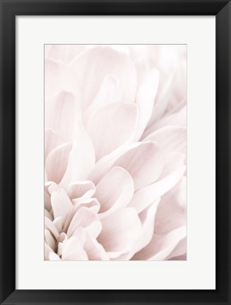 Framed Chrysanthemum No 4 Print