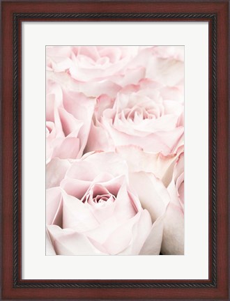 Framed Pink Roses 5 Print