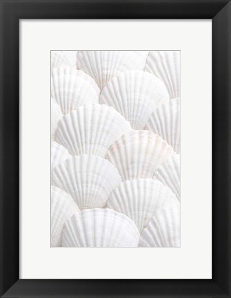 Framed Shells 3 Print