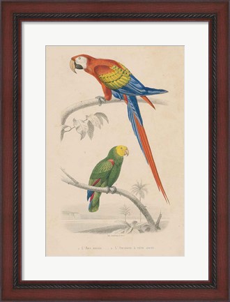Framed Parrot Study Print