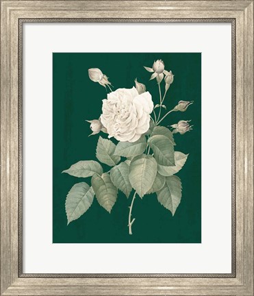 Framed White Roses on Green I Print