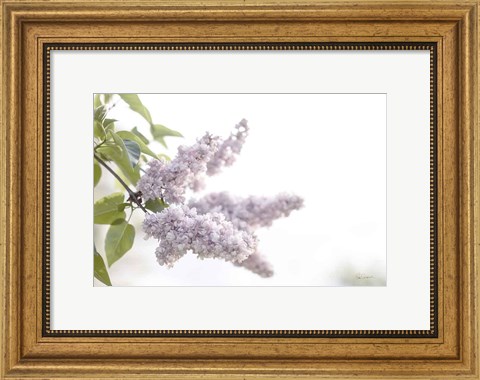 Framed Pale Lilacs I Print