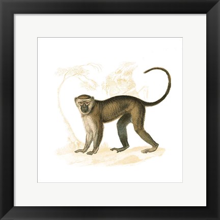 Framed Golden Monkey Print
