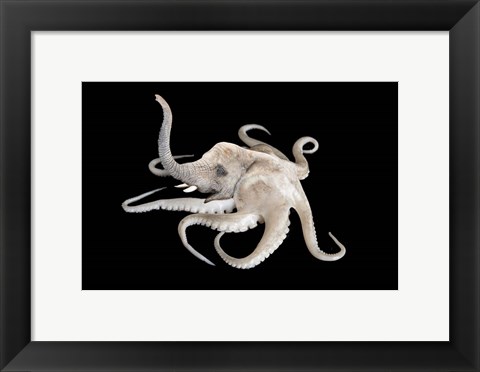 Framed Octophant Print