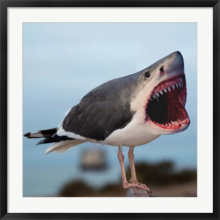 Framed Sharkgull Print