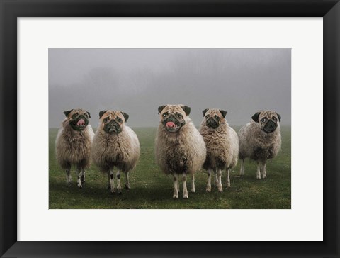 Framed Sheepugs Print