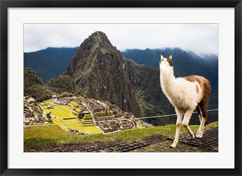 Framed Alpacat Print