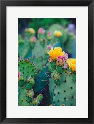 Framed Spring Cacti No. 1 Print