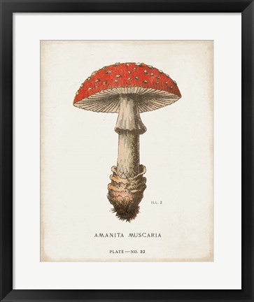 Framed Mushroom Study II Print