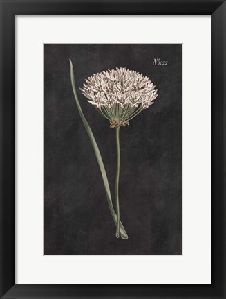 Framed Allium I on Black Print