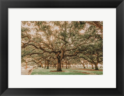 Framed Low Country Oaks II Print