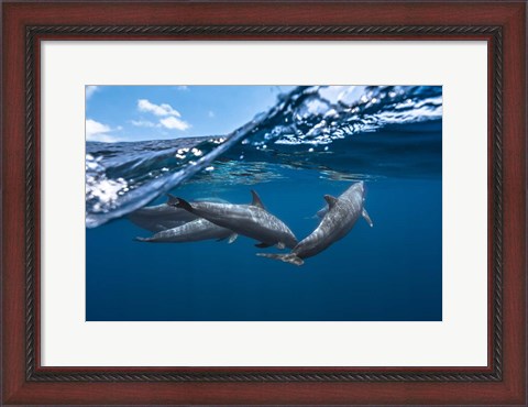 Framed Dolphins Print