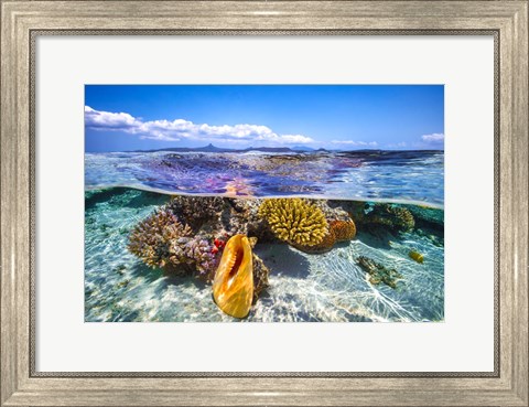 Framed Lagoon Life Print