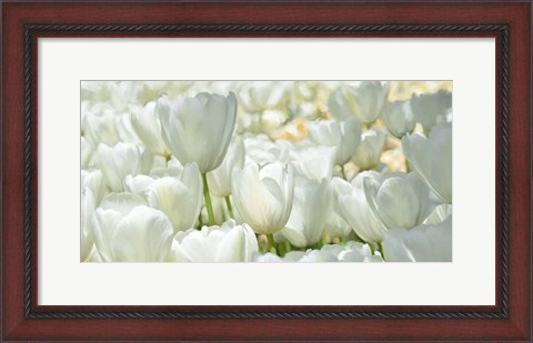 Framed Field of White Tulips Print