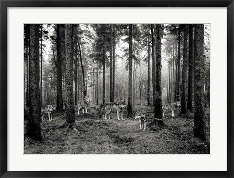 Framed Pack of Wolves in the Woods (BW) Print