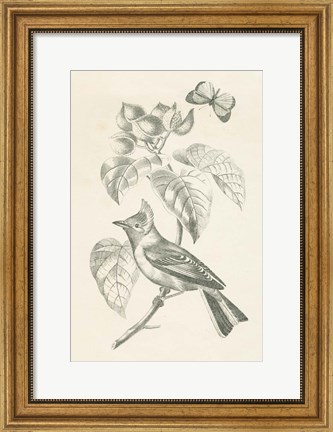 Framed French Bird Drawing Print