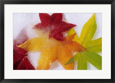 Framed Frozen Maple Tree Leaves Print
