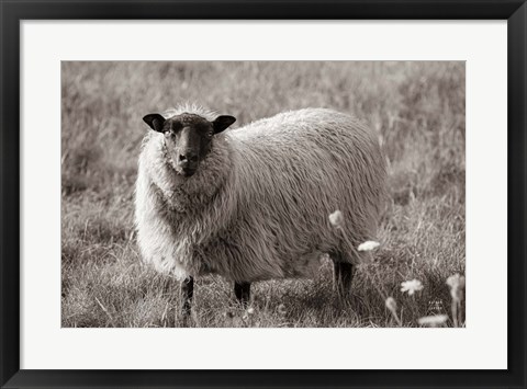 Framed Sepia Sheep Print