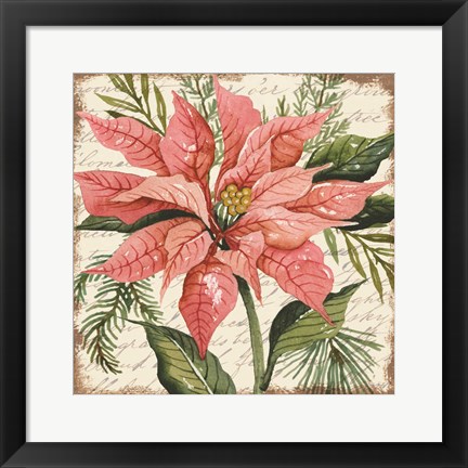 Framed Peach Poinsettia Botanical Print