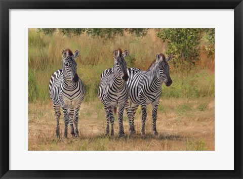 Framed Three Zebras South Luangwa Print