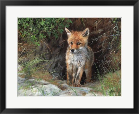 Framed Young Red Fox Print