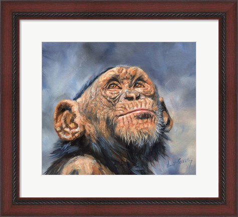 Framed Chimp Looking Up Print