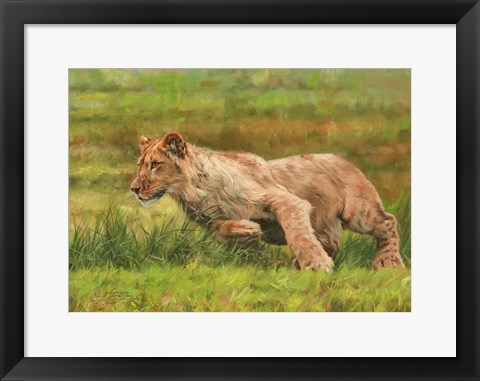 Framed Young Lion Running Print