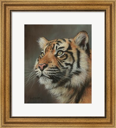 Framed Young Sumatran Tiger Portrait Print