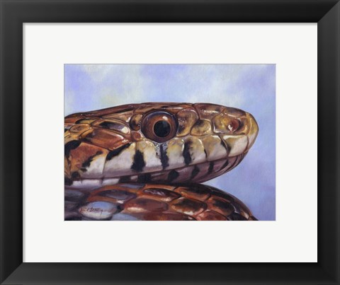 Framed Snake Print