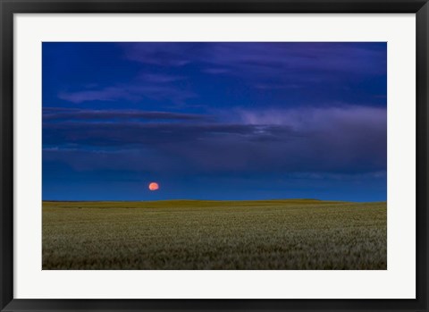 Framed Harvest Moon Rising, Alberta, Canada Print
