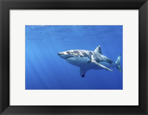Framed Great White Shark in Guadalupe Mexico Print