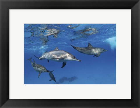 Framed Pod Of Spinner Dolphins Plays Near the Surface Of Red Sea Print