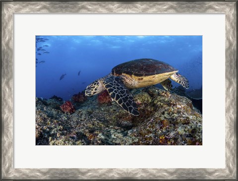Framed Hawksbill Turtle Glides Over a Reef in Search Of a Meal Print