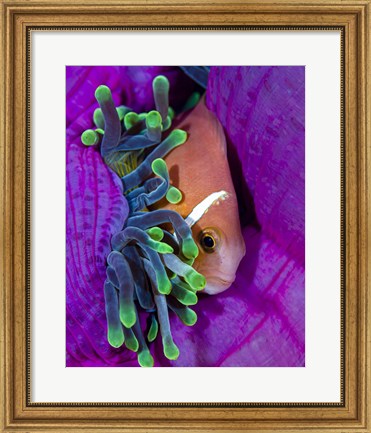 Framed Maldive Anemonefish Finding Comfort in Its Anemone Print