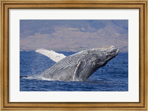 Framed Breaching Humpback Whale, Off the Coast Of Hawaii Print