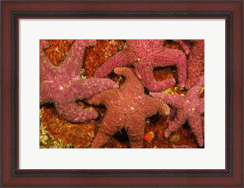 Framed Group Of Ochre Sea Stars Print