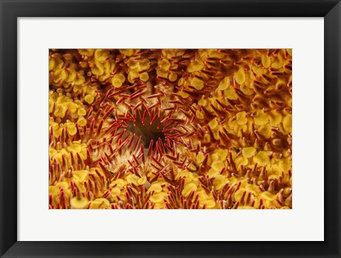 Framed Close-Up Look At the Underside Of the Crown-Of-Thorns Starfish Print