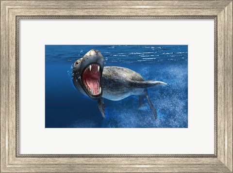 Framed Leopard Seal Swimming Underwater Print
