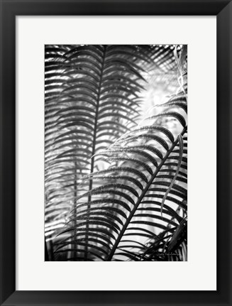 Framed Sunlit Palms II Print