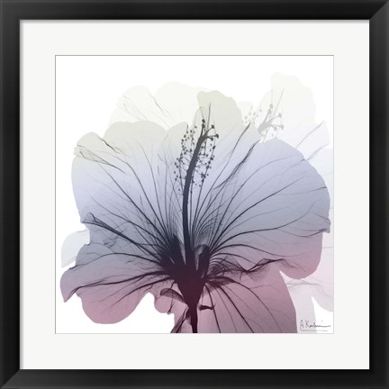 Framed Tasty Grape Hibiscus Print