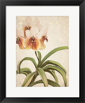 Framed Orchids 3 Print