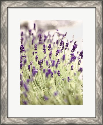 Framed Lavender 2 Print