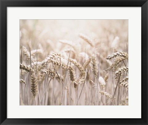 Framed Mute Wheat Field Print