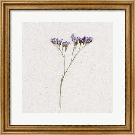 Framed Dainty Purple 1 Print