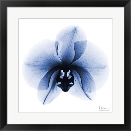 Framed Indigo Infused Orchid 1 Print