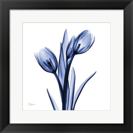 Framed Enchanted Indigo Tulips Print
