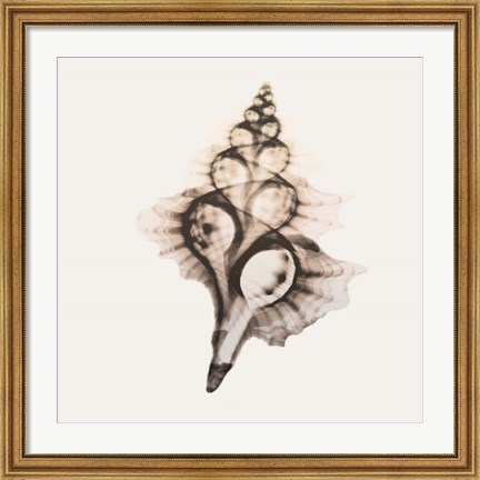 Framed Sandy Sea Shells 2 Print