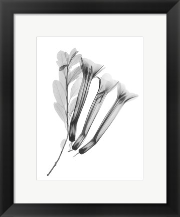 Framed Crane Flower Print