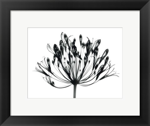 Framed African Lily Print